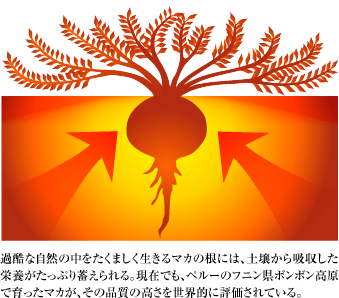 過酷な自然の中をたくましく生きるマカの根には、土壌から吸収した栄養がたっぷり蓄えられる。現在でも、ペルーのフニン県ボンボン高原で育ったマカが、その品質の高さを世界的に評価されている。