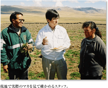 現地で実際のマカを見て確かめるスタッフ。