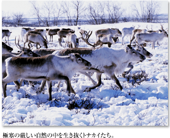 極寒の厳しい自然の中を生き抜くトナカイたち。