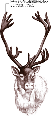 トナカイの角は栄養源のひとつ として食されてきた