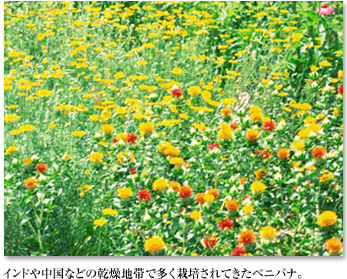 インドや中国などの乾燥地帯で多く栽培されてきたベニバナ。