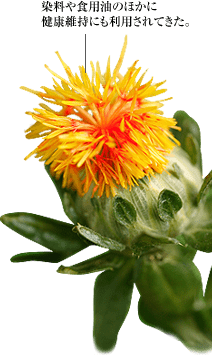 染料や食用油のほかに 健康維持にも利用されてきた。