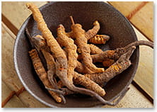 冬虫夏草イメージ