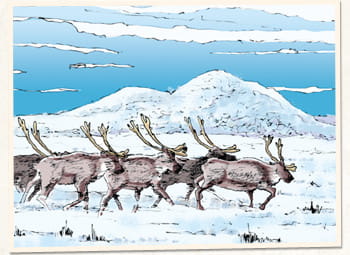 トナカイは、およそ時速80キロで走るほどの俊足を誇ります。