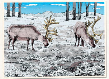 トナカイが食べるハナゴケは、実はコケ植物ではなく、地衣類（ちいるい）と呼ばれる菌類の仲間です。