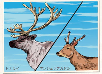 鹿の角は、漢方では鹿茸（ろくじょう）と呼ばれ珍重されています。トナカイの角も、古来より健康維持のために使われてきました。