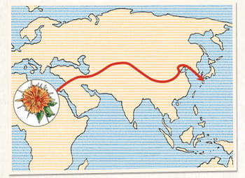 ベニバナは、エジプトまたは地中海沿岸が原産といわれ、シルクロードを通じて日本に伝わったとされています。