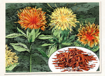 ベニバナは染料や油の材料としてだけでなく、健康維持のために薬膳の素材としても利用されてきました。