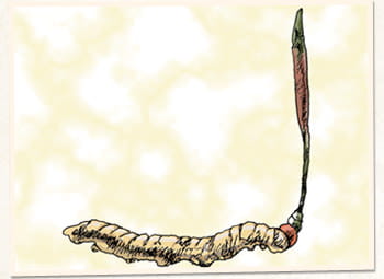 学名の「Cordyceps」は“こん棒（のような）”、「Sinensis」は“中国”という意味を持ちます。