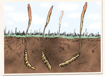 冬虫夏草の発生形態はさまざまで謎も多く、各地で研究が進められています。