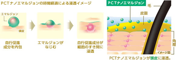 PCTナノエマルジョンの時間経過による浸透イメージ　エマルジョン　頭皮　血行促進成分を内包　エマルジョンがなじむ　血行促進成分が細胞のすき間に浸透　ＰＣＴナノエマルジョン　PCTナノエマルジョンが頭皮に浸透。毛　　皮脂　角層　PCTナノエマルジョンが頭皮に浸透。
