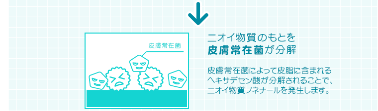 ニオイ物質のもとを皮膚常在菌が分解　皮膚常在菌によって皮脂に含まれるヘキサデセン酸が分解されることで、ニオイ物質ノネナールを発生します。