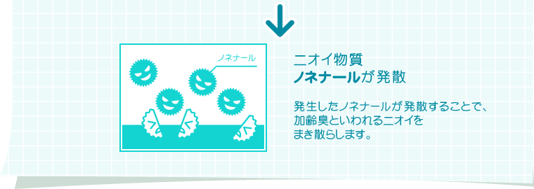 ニオイ物質ノネナールが発散　発生したノネナールが発散することで、加齢臭といわれるニオイをまき散らします。