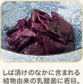 しば漬けのなかに含まれる植物由来の乳酸菌に着目。