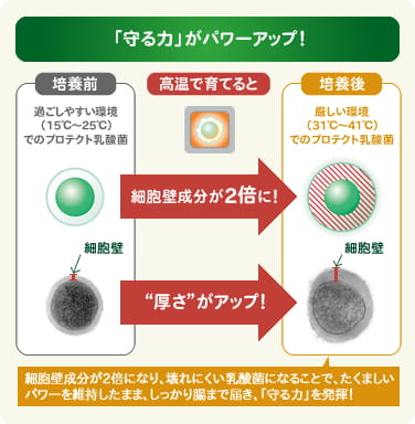 「守る力」がパワーアップ！
乳酸菌を高温で育てると、細胞壁成分が２倍になり、壊れにくい乳酸菌になることで、たくましいパワーを維持したまま、しっかり腸まで届き、「守る力」を発揮！