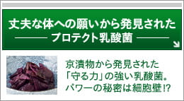 丈夫な体への願いから発見されたプロテクト乳酸菌
京漬物から発見された「守る力」の強い乳酸菌。パワーの秘密は細胞壁!?