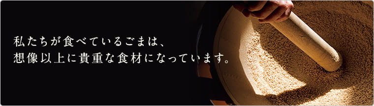 私たちが食べているごまは、想像以上に貴重な食材になっています。