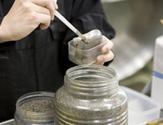 長い旅を経て日本へと伝わった、ごまの食習慣。