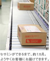 セサミンができるまで、約1カ月。
ようやくお客様にお届けできます。