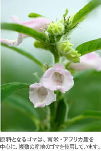 原料となるゴマは、南米・アフリカ産を
中心に、複数の産地から調達しています。