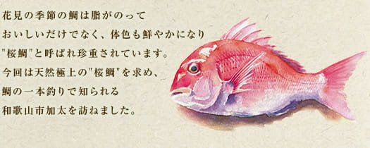 花見の季節の鯛は脂がのっておいしいだけでなく、体色も鮮やかになり"桜鯛"と呼ばれ珍重されています。今回は天然極上の"桜鯛"を求め、鯛の一本釣りで知られる和歌山市加太を訪ねました。