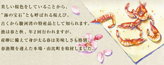 美しいサクラ色をしていることから、“海の宝石”とも呼ばれる桜えび。古くから駿河湾の特産品として知られます。漁は春と秋、年2回行われますが、産卵に備えて身が太る春は美味しさも格別。春漁期を迎えた本場・由比町を取材しました。