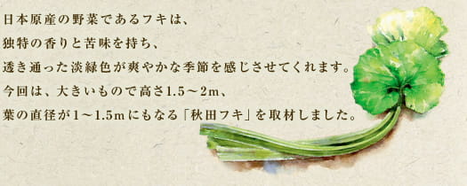日本原産の野菜であるフキは、独特の香りと苦味を持ち、透き通った淡緑色が爽やかな季節を感じさせてくれます。今回は、大きいもので高さ1.5～2m、葉の直径が1～1.5mにもなる「秋田フキ」を取材しました。
