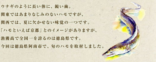 ウナギのように長い体に、鋭い歯。関東ではあまりなじみのないハモですが、関西では、夏に欠かせない味覚の一つです。「ハモといえば京都」とのイメージがありますが、漁獲高で全国一を誇るのは徳島県です。今回は徳島県阿南市で、旬のハモを取材しました。
