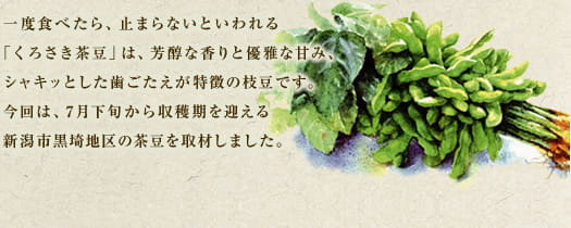 一度食べたら、止まらないといわれる 「くろさき茶豆」は、芳醇な香りと優雅な甘み、シャキッとした歯ごたえが特徴の枝豆です。今回は、7月下旬から収穫期を迎える新潟市黒埼地区の茶豆を取材しました。