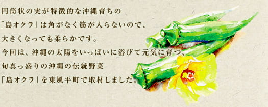 円筒状の実が特徴的な沖縄育ちの「島オクラ」は角がなく筋が入らないので、大きくなっても柔らかです。今回は、沖縄の太陽をいっぱいに浴びて元気に育つ、旬真っ盛りの沖縄の伝統野菜「島オクラ」を東風平町で取材しました。