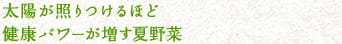 太陽が照りつけるほど健康パワーが増す夏野菜