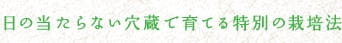 日の当らない穴蔵で育てる特別の栽培法