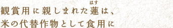 観賞用に親しまれた蓮(はす)は、米の代替作物として食用に