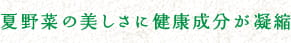 夏野菜の美しさに健康成分が凝縮
