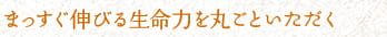 まっすぐ伸びる生命力を丸ごといただく