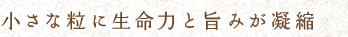 小さな粒に生命力と旨みが凝縮