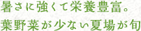 暑さに強くて栄養豊富。葉野菜が少ない夏場が旬
