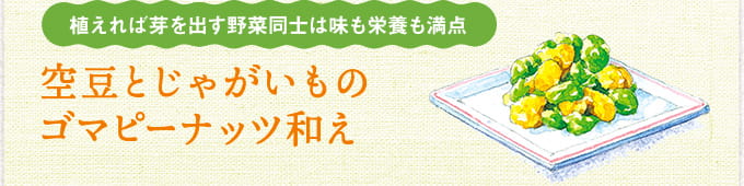 植えれば芽を出す野菜同士は味も栄養も満点 空豆とじゃがいものゴマピーナッツ和え