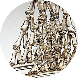 格子状の帆の拡大画像