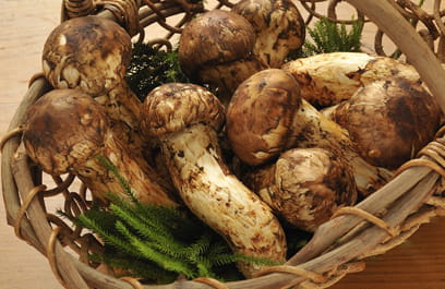 かごに盛られたマツタケの写真。