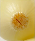 ペコロスに切れ目を入れた写真。