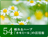 54 頼れるハーブ「カモミール」の活用術