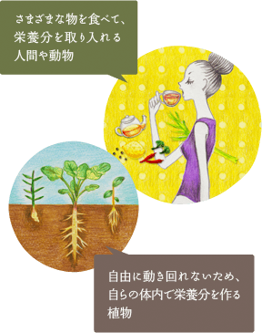 ざまざまな物を食べて、栄養分を取り入れる人間や動物 / 自由に動き回れないため、自らの体内で栄養分を作る植物