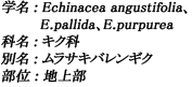 学名：Glycine max / 科名：マメ科 / 別名：黒大豆 / 部位：種子