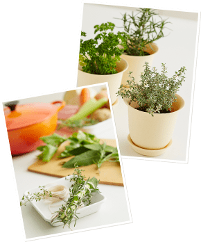 ハーブを使った生活の知恵は、世界各地で脈々と語り継がれてきました。