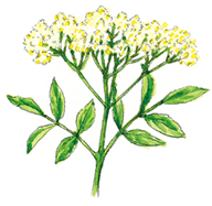 エルダーフラワー