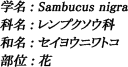  学名：Sambucus nigra / 科名：レンプクソウ科 / 別名：セイヨウニワトコ / 部位：花部