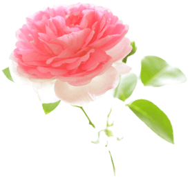 バラの香りを愛したクレオパトラ