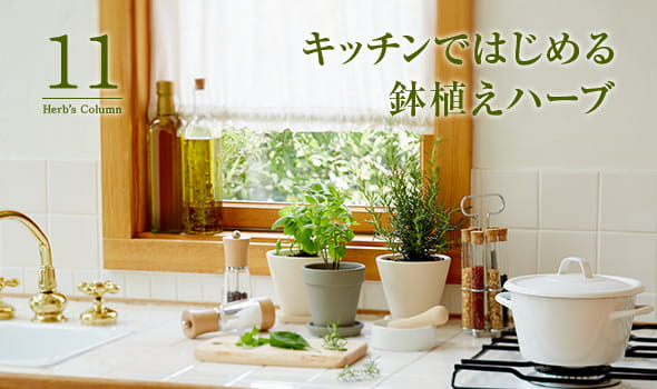 11 キッチンではじめる鉢植えハーブ