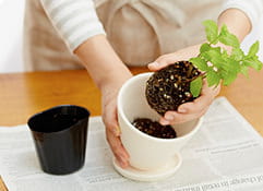 砂利に土をかぶせ、ビニールポットから取り出した苗を移します。